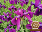Mobile Preview: buntlaubige japanische Sumpfiris - Iris ensata variegata
